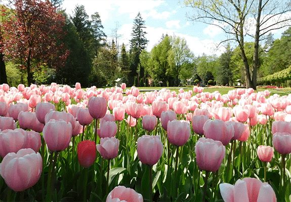 Spring in Mozirski gaj