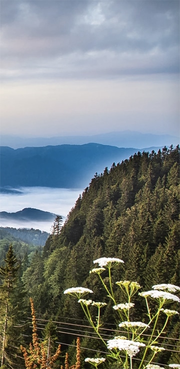 ROLLER COASTER AMONG TREETOPS